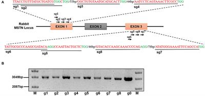 Generation of Heritable Prominent Double Muscle Buttock Rabbits via Novel Site Editing of Myostatin Gene Using CRISPR/Cas9 System